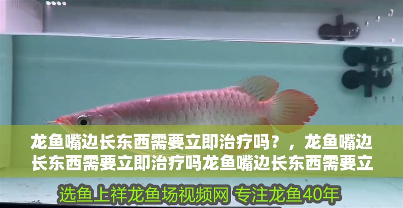 龍魚嘴邊長東西需要立即治療嗎？，龍魚嘴邊長東西需要立即治療嗎龍魚嘴邊長東西需要立即治療嗎