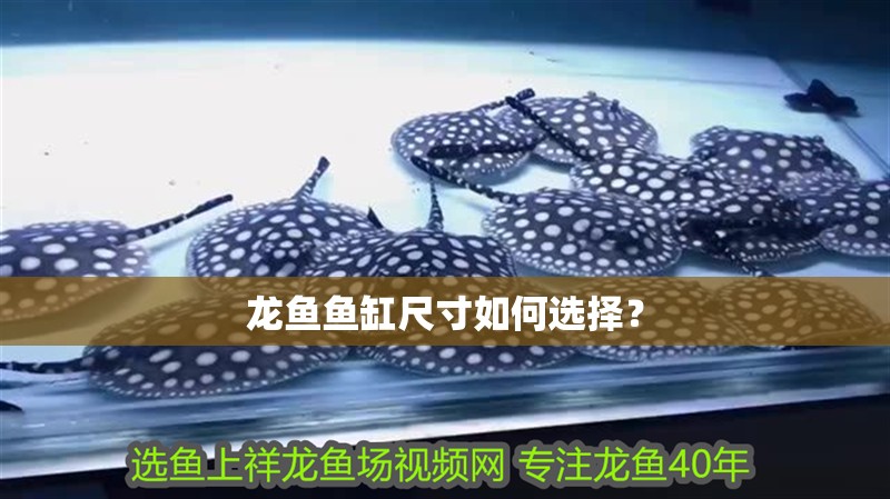 龍魚魚缸尺寸如何選擇?