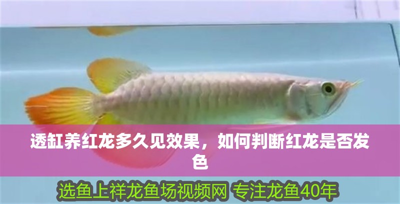 透缸養(yǎng)紅龍多久見(jiàn)效果，如何判斷紅龍是否發(fā)色