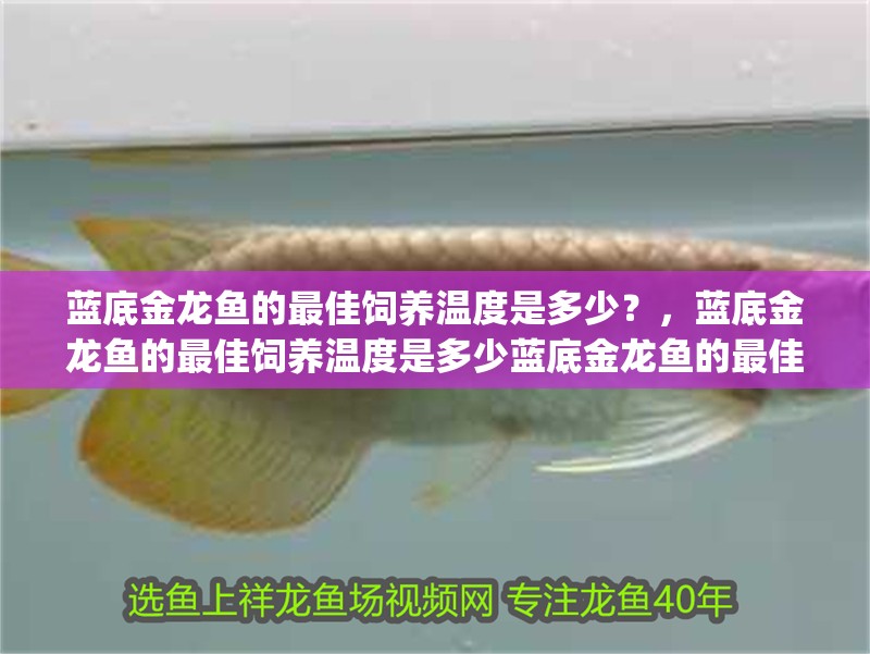 藍底金龍魚的最佳飼養溫度是多少？，藍底金龍魚的最佳飼養溫度是多少藍底金龍魚的最佳ph值是多少