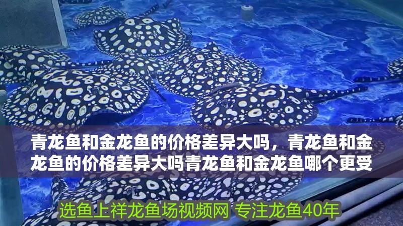 青龍魚和金龍魚的價格差異大嗎，青龍魚和金龍魚的價格差異大嗎青龍魚和金龍魚哪個更受歡迎