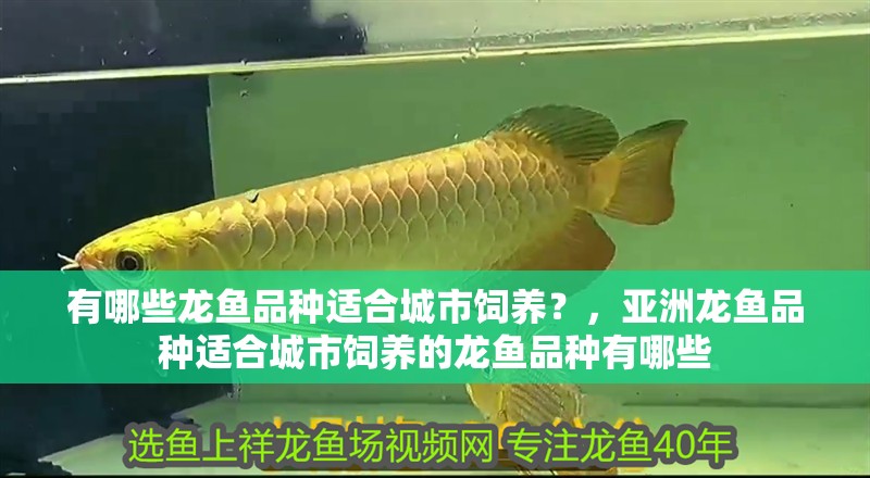 有哪些龍魚品種適合城市飼養？，亞洲龍魚品種適合城市飼養的龍魚品種有哪些
