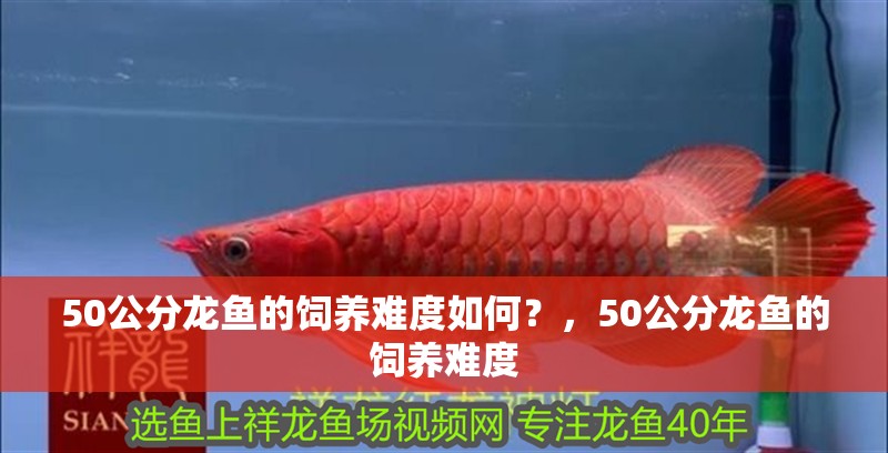 50公分龍魚的飼養難度如何?,50公分龍魚的飼養難度