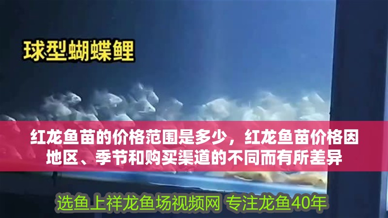 紅龍魚苗的價(jià)格范圍是多少，紅龍魚苗價(jià)格因地區(qū)、季節(jié)和購(gòu)買渠道的不同而有所差異