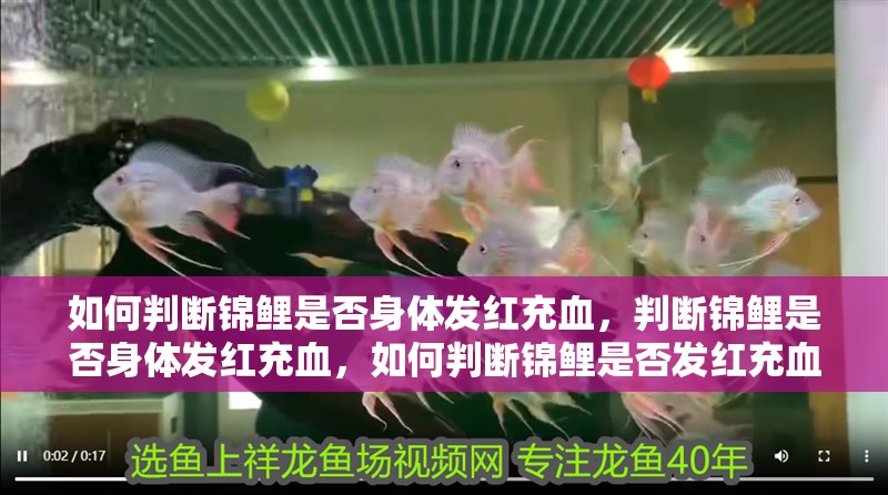 如何判斷錦鯉是否身體發紅充血,判斷錦鯉是否身體發紅充血,如何判斷錦鯉是否發紅充血