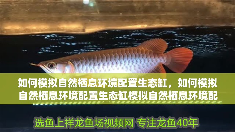 如何模擬自然棲息環境配置生態缸，如何模擬自然棲息環境配置生態缸模擬自然棲息環境配置