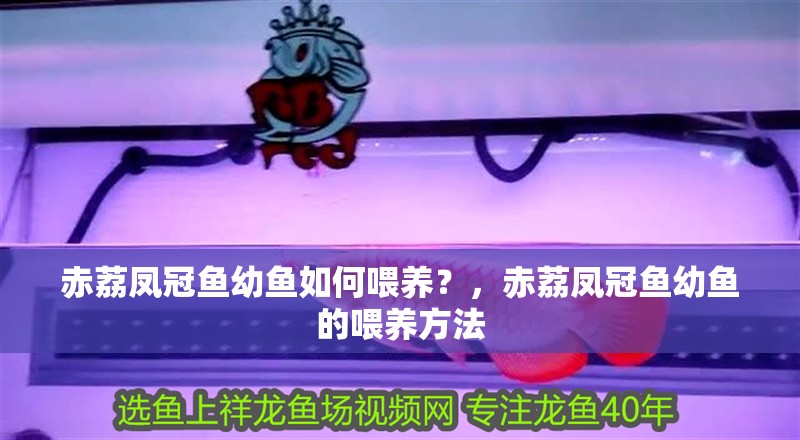 赤荔鳳冠魚幼魚如何喂養？，赤荔鳳冠魚幼魚的喂養方法