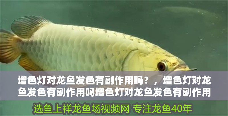 增色燈對(duì)龍魚發(fā)色有副作用嗎？，增色燈對(duì)龍魚發(fā)色有副作用嗎增色燈對(duì)龍魚發(fā)色有副作用嗎