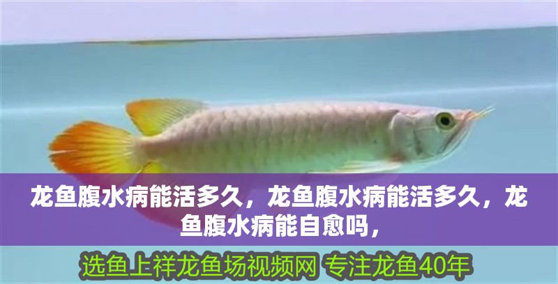龍魚腹水病能活多久，龍魚腹水病能活多久，龍魚腹水病能自愈嗎，