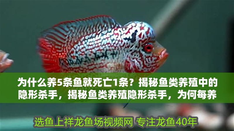 為什么養5條魚就死亡1條？揭秘魚類養殖中的隱形殺手，揭秘魚類養殖隱形殺手，為何每養5條魚就死亡1條？