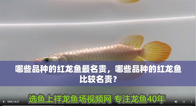 哪些品種的紅龍魚最名貴，哪些品種的紅龍魚比較名貴？