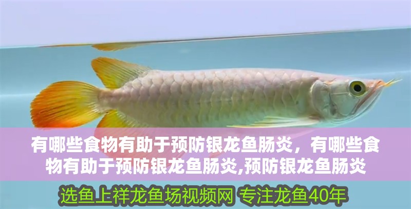 有哪些食物有助于預防銀龍魚腸炎，有哪些食物有助于預防銀龍魚腸炎,預防銀龍魚腸炎