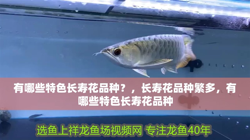 有哪些特色長壽花品種？，長壽花品種繁多，有哪些特色長壽花品種
