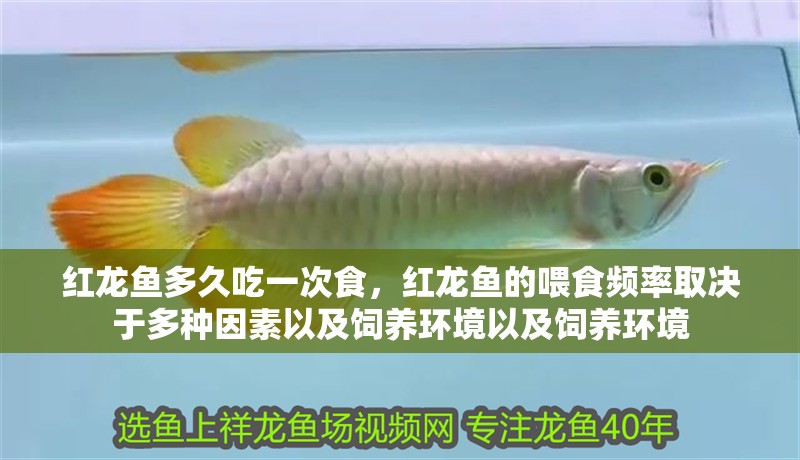 紅龍魚多久吃一次食，紅龍魚的喂食頻率取決于多種因素以及飼養環境以及飼養環境