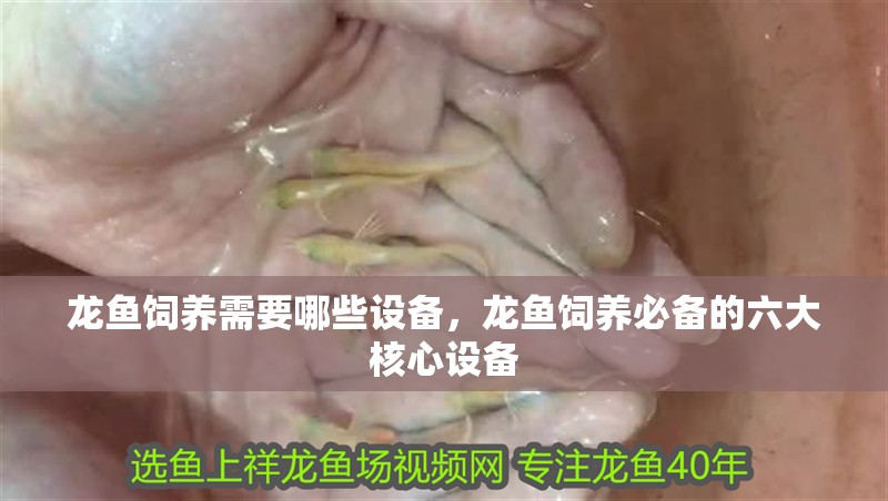 龍魚飼養需要哪些設備,龍魚飼養必備的六大核心設備