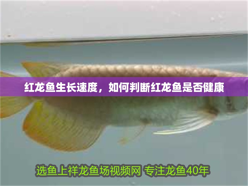 紅龍魚生長速度，如何判斷紅龍魚是否健康