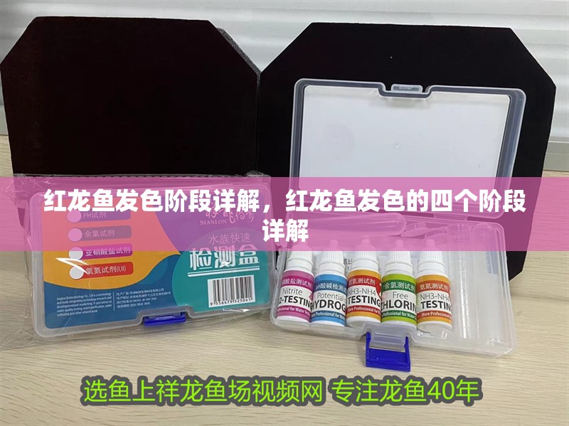 紅龍魚發色階段詳解，紅龍魚發色的四個階段詳解