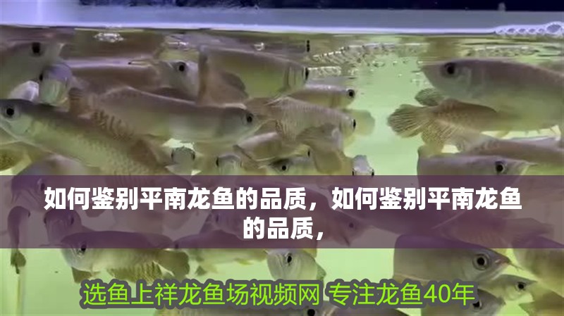 如何鑒別平南龍魚的品質，如何鑒別平南龍魚的品質，