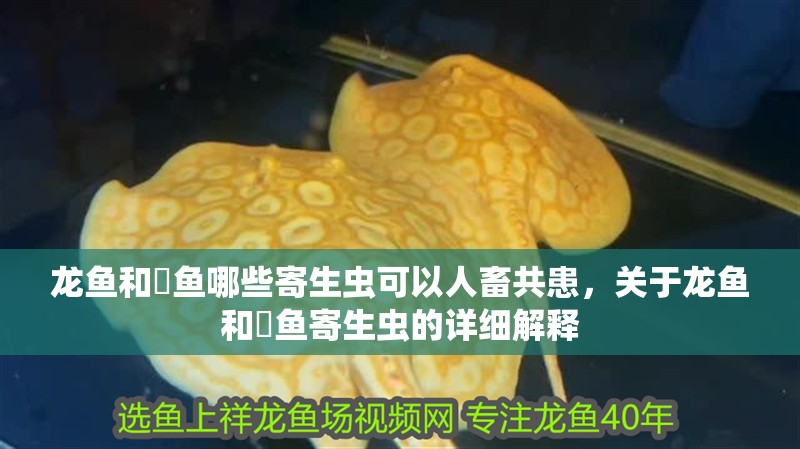 龍魚和魟魚哪些寄生蟲可以人畜共患，關于龍魚和魟魚寄生蟲的詳細解釋