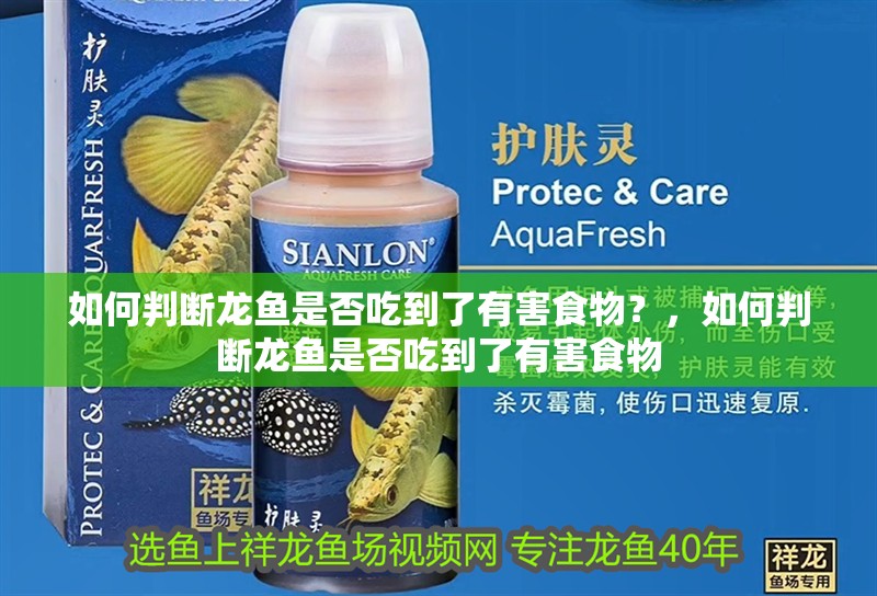 如何判斷龍魚是否吃到了有害食物？，如何判斷龍魚是否吃到了有害食物