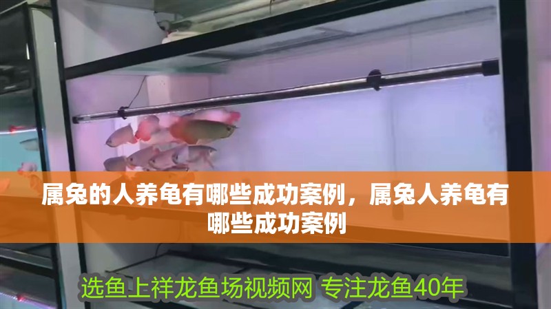 屬兔的人養龜有哪些成功案例，屬兔人養龜有哪些成功案例