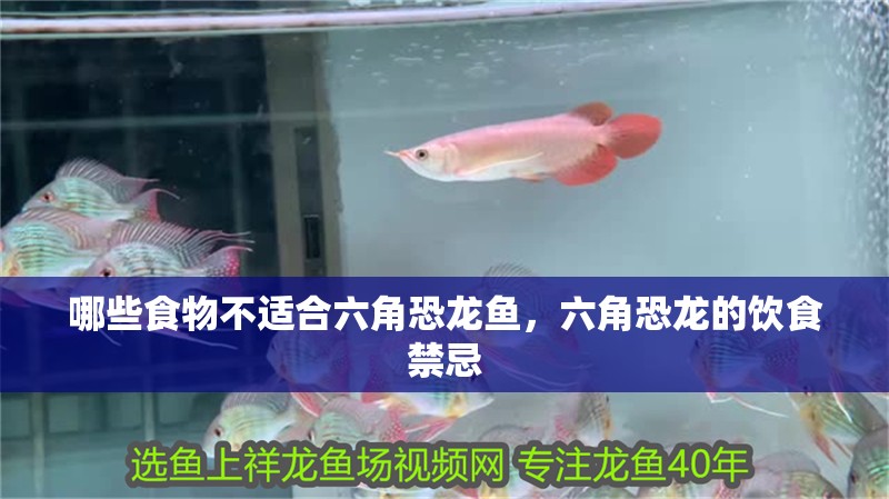 哪些食物不適合六角恐龍魚，六角恐龍的飲食禁忌