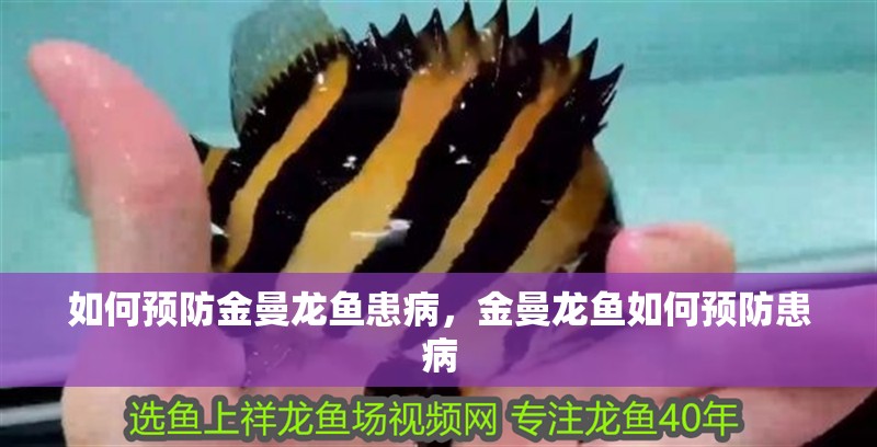 如何預防金曼龍魚患病，金曼龍魚如何預防患病