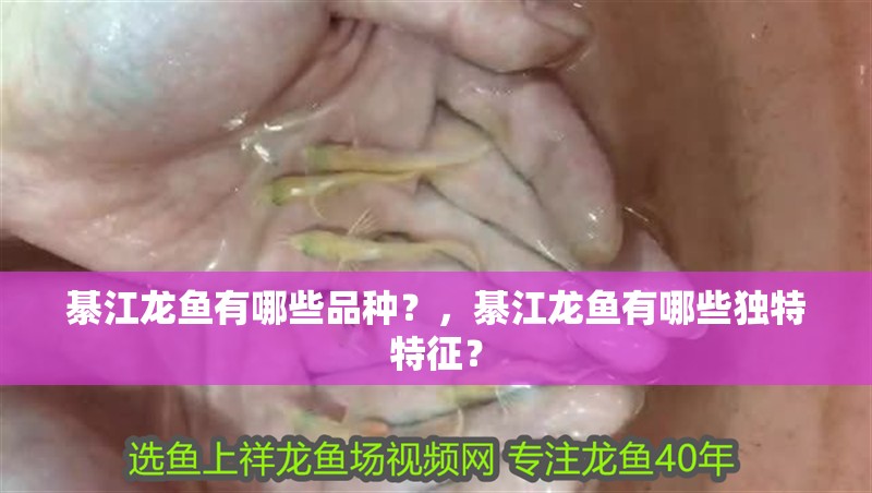綦江龍魚有哪些品種？，綦江龍魚有哪些獨特特征？