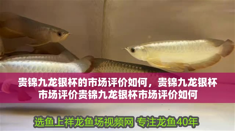 貴錦九龍銀杯的市場評價如何，貴錦九龍銀杯市場評價貴錦九龍銀杯市場評價如何