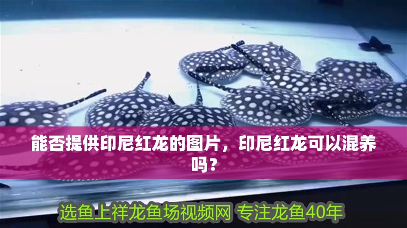 能否提供印尼紅龍的圖片，印尼紅龍可以混養(yǎng)嗎？