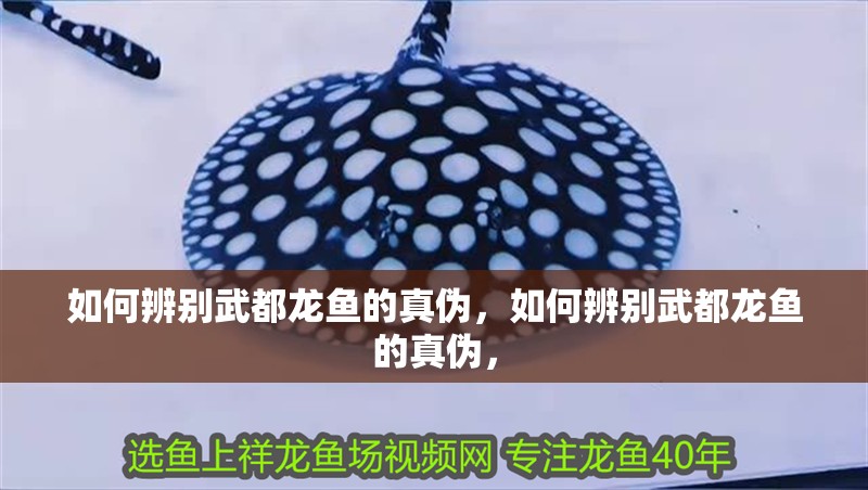 如何辨別武都龍魚的真偽，如何辨別武都龍魚的真偽，