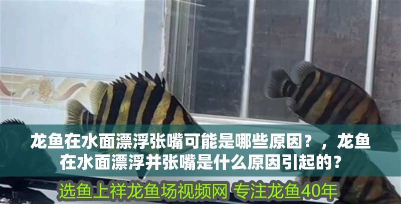 龍魚在水面漂浮張嘴可能是哪些原因？，龍魚在水面漂浮并張嘴是什么原因引起的？