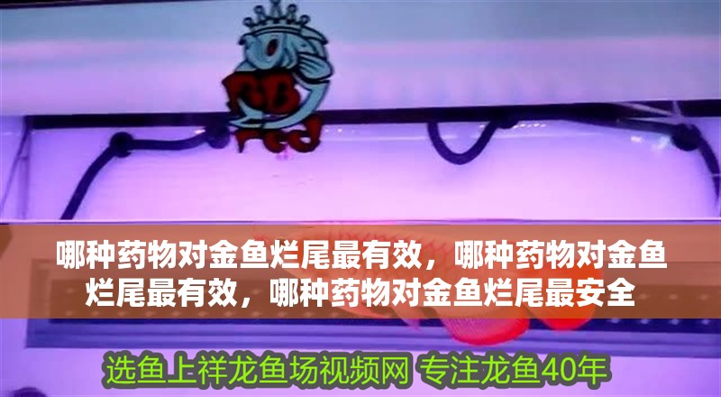 哪種藥物對金魚爛尾最有效，哪種藥物對金魚爛尾最有效，哪種藥物對金魚爛尾最安全