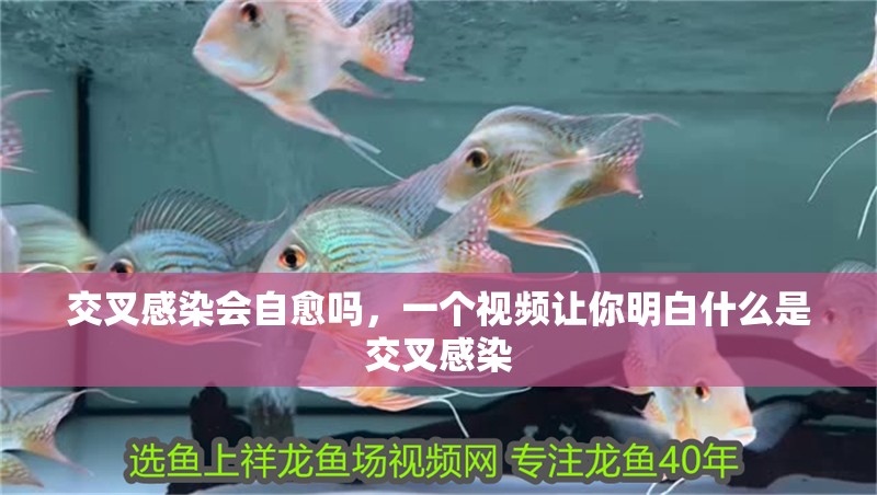 交叉感染會自愈嗎，一個視頻讓你明白什么是交叉感染