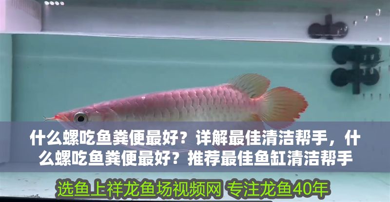 什么螺吃魚糞便最好？詳解最佳清潔幫手，什么螺吃魚糞便最好？推薦最佳魚缸清潔幫手
