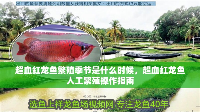 超血紅龍魚繁殖季節是什么時候，超血紅龍魚人工繁殖操作指南