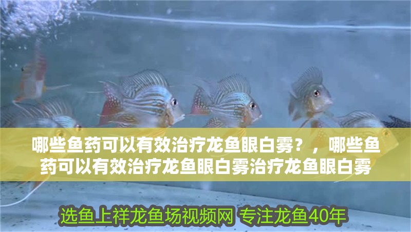 哪些魚藥可以有效治療龍魚眼白霧？，哪些魚藥可以有效治療龍魚眼白霧治療龍魚眼白霧