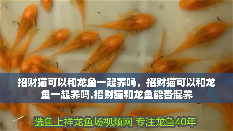 招財貓可以和龍魚一起養嗎，招財貓可以和龍魚一起養嗎,招財貓和龍魚能否混養