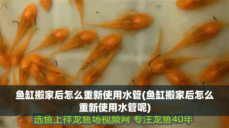 魚缸搬家后怎么重新使用水管(魚缸搬家后怎么重新使用水管呢) 龍魚百科 第1張 魚缸搬家后怎么重新使用水管(魚缸搬家后怎么重新使用水管呢) 魚缸搬家后怎么重新使用水管(魚缸搬家后怎么重新使用水管呢) 龍魚百科 第1張