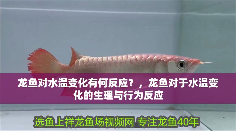 龍魚對(duì)水溫變化有何反應(yīng)？，龍魚對(duì)于水溫變化的生理與行為反應(yīng)