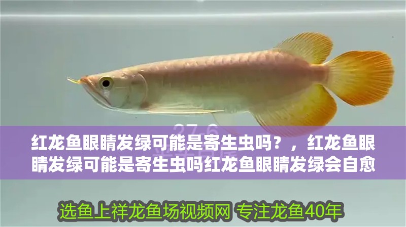 紅龍魚眼睛發(fā)綠可能是寄生蟲嗎？，紅龍魚眼睛發(fā)綠可能是寄生蟲嗎紅龍魚眼睛發(fā)綠會自愈嗎