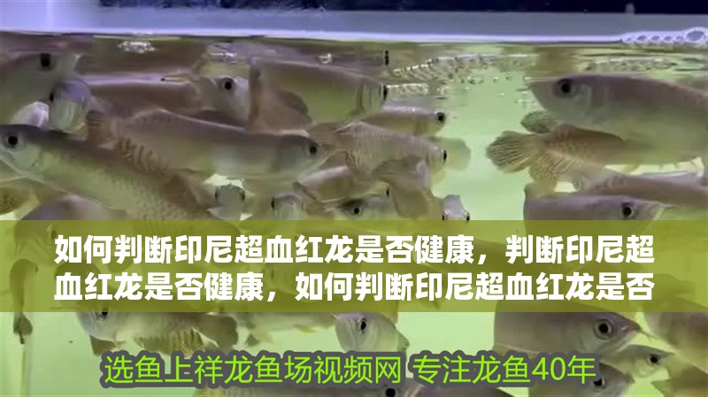 如何判斷印尼超血紅龍是否健康，判斷印尼超血紅龍是否健康，如何判斷印尼超血紅龍是否健康