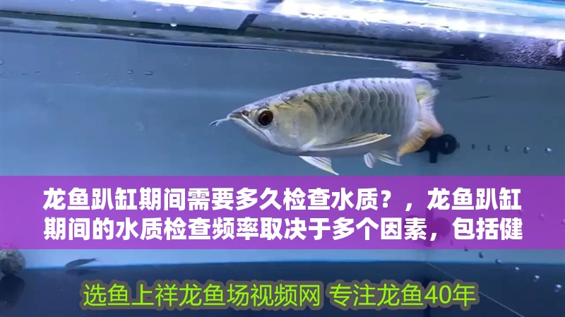 龍魚趴缸期間需要多久檢查水質(zhì)？，龍魚趴缸期間的水質(zhì)檢查頻率取決于多個因素，包括健康狀況以及缸內(nèi)環(huán)境