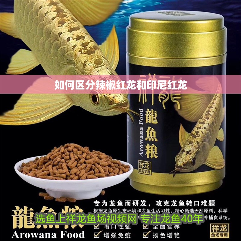 如何區分辣椒紅龍和印尼紅龍