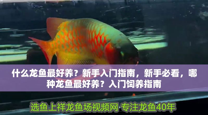 什么龍魚最好養？新手入門指南，新手必看，哪種龍魚最好養？入門飼養指南 什么龍魚最好養？新手入門指南，新手必看，哪種龍魚最好養？入門飼養指南 龍魚百科 第1張