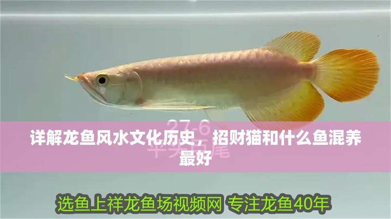詳解龍魚風水文化歷史，招財貓和什么魚混養最好