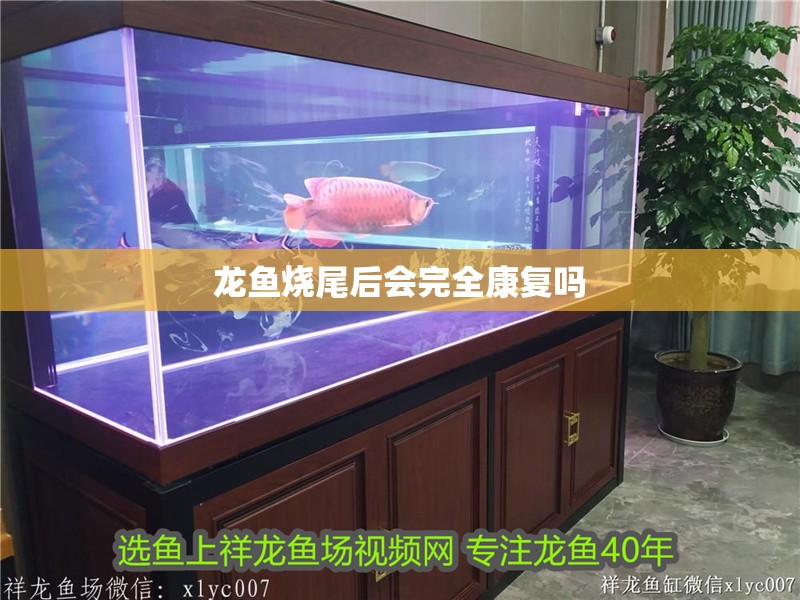 龍魚燒尾后會完全康復嗎