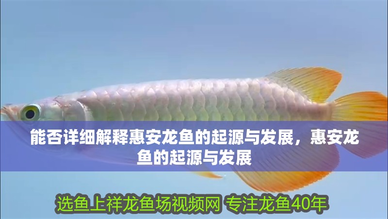 能否詳細解釋惠安龍魚的起源與發展，惠安龍魚的起源與發展