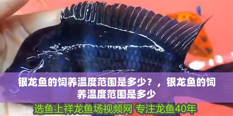 銀龍魚的飼養溫度范圍是多少？，銀龍魚的飼養溫度范圍是多少