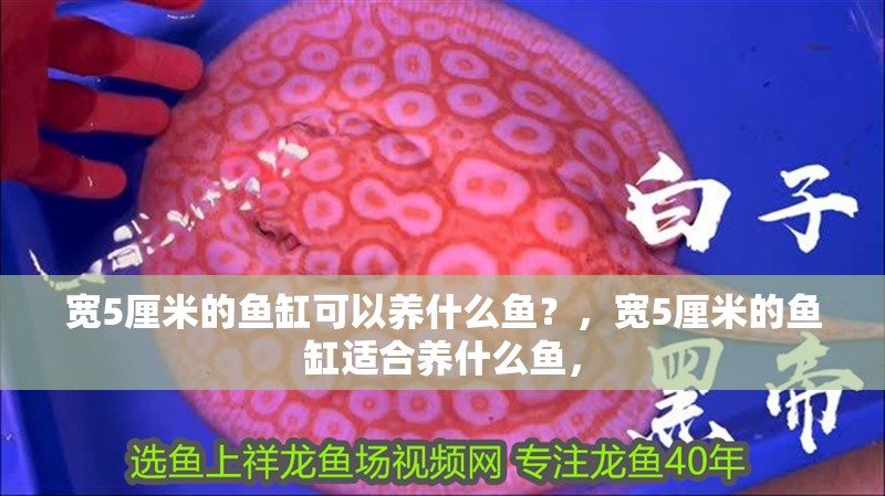寬5厘米的魚缸可以養什么魚？，寬5厘米的魚缸適合養什么魚，
